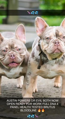French bulldog Isabella studs