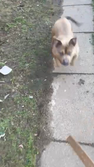 American Bully