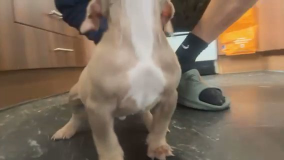 Micro Pocket Bullys