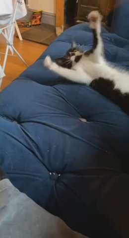 Young Cat For Sale