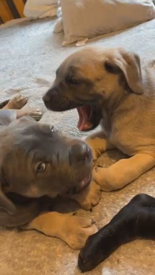 Cane Corso 2 Males