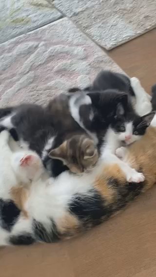 2 Month Old Kittens