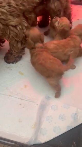 Adorable Toy Cockapoos