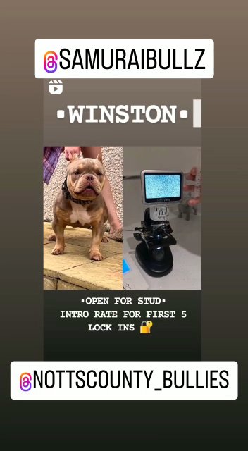 Micro exotic boy for stud