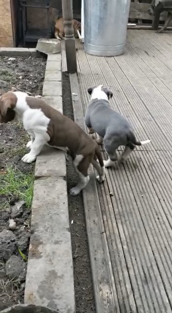 Cute puppies for sale
