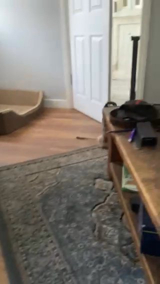 Min Schnauzer For Sale