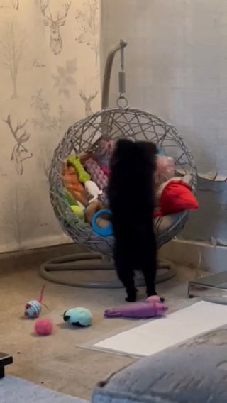 Pomchi