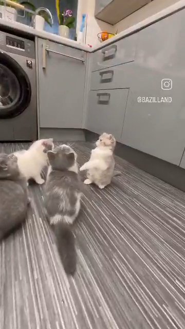 ALL KITTENS ARE SOLD ?