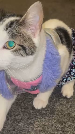 1 Year Cat