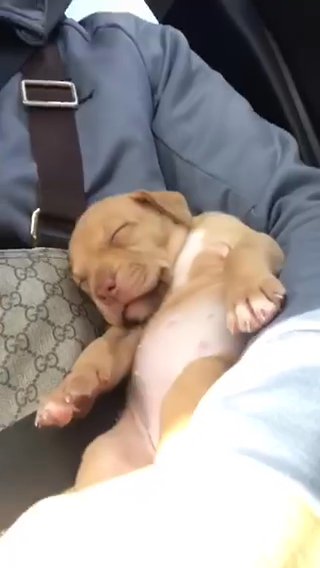 Bully Pups