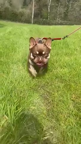 Testable chocolate & tan carrying fluffy and blue