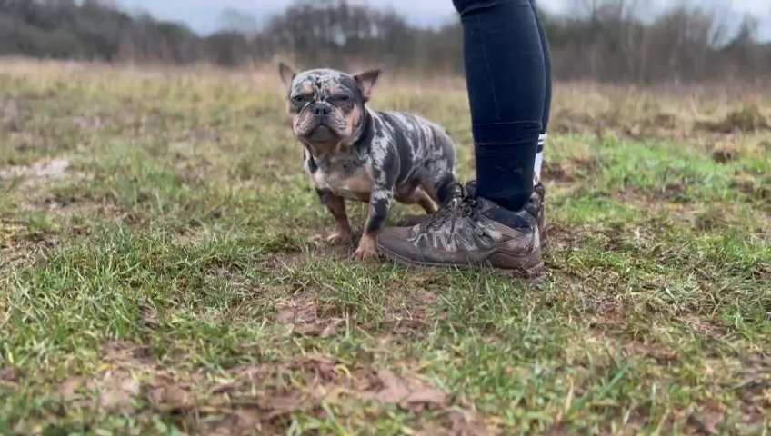 The Smallest Merle Pink & Fluffy L1 Carrier In The UK Stud Services