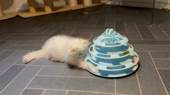 GCCF Registered British Longhair Black Golden Himalayan Blue Eyes Male