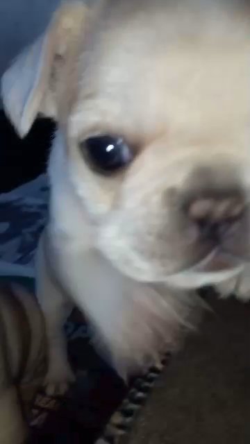 french cross pug ?