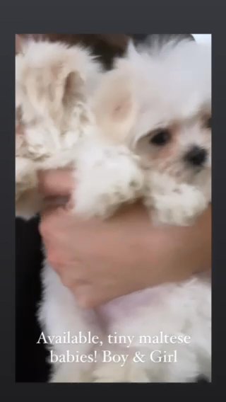 Gorgeous XXXS KC Maltese boy & girl!
