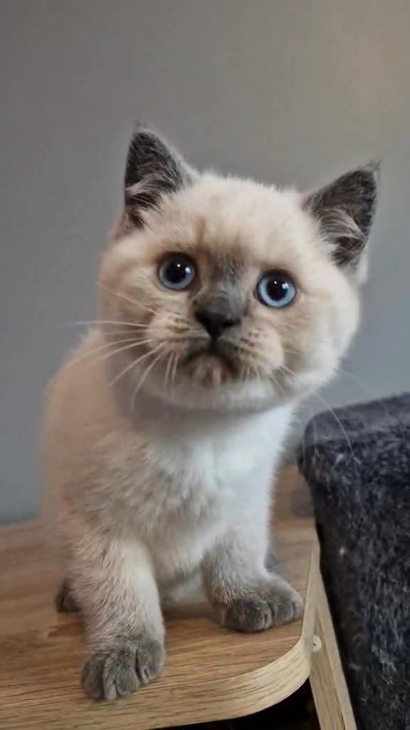 British shorthair blue pointed