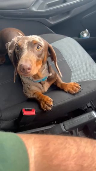 Kc Mini Dachshund Chocolate Tan Dapple STUD