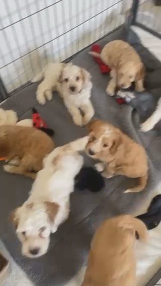 8 Beautiful Cockapoo Girls