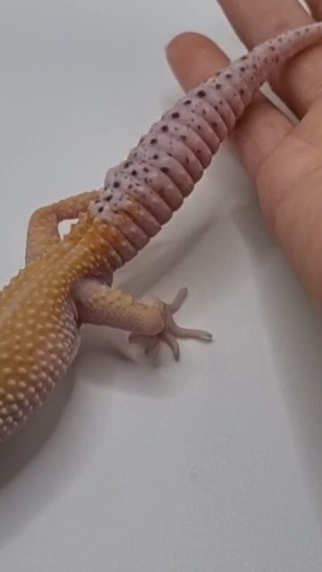 Leopard Gecko Young