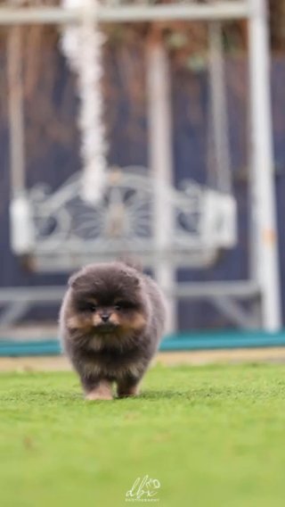 Xxxs Blue&tan Pomeranian Puppy