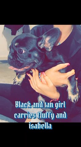 Black And Tan Girl Carries Fluffy And Isabella