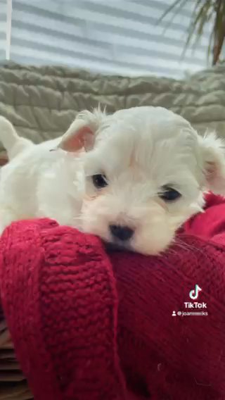 Maltese