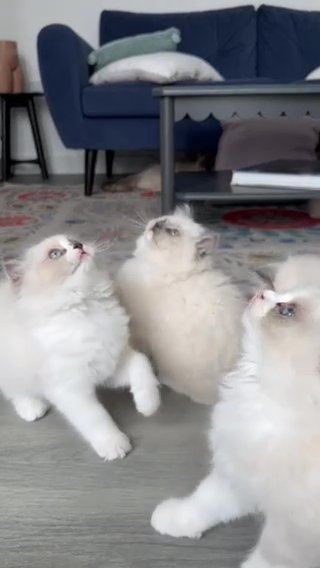 Beautiful Ragdoll Kittens For Sale!