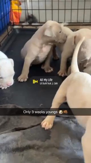 American Bullies For Sale