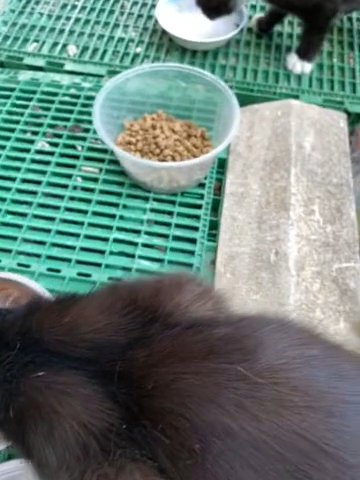 Tom