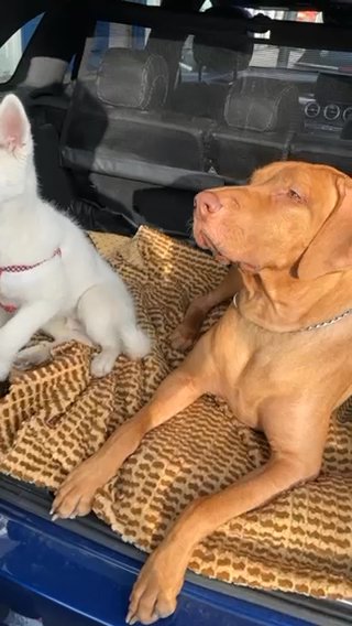 London Ridgeback