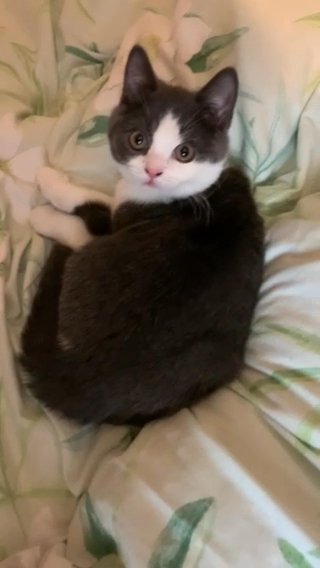 Male British Shorthair Kittens
