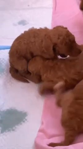 Fox Red Toy Poodle