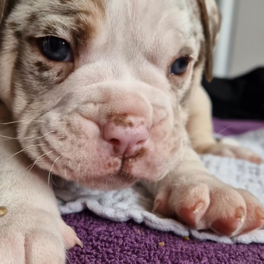 8 Purebred English Bulldogges