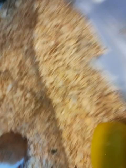 hamster for rehoming