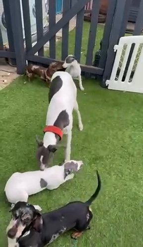 Kc Reg Whippet Puppys