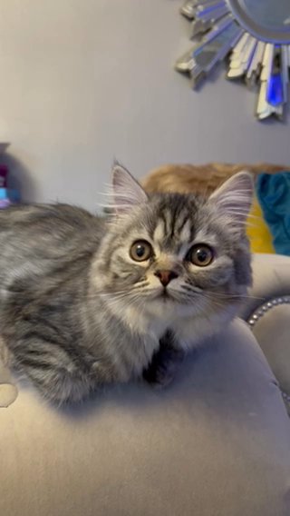 Persian Kitten (LICENSED BREEDER)