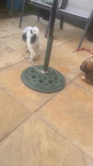 1 Female Cockapoo Left  Ready Now