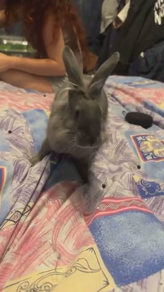 Lionhead x rabbit