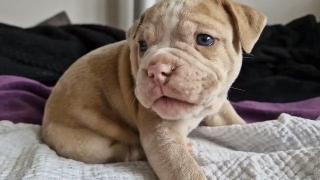 8 PureBred English Bulldogges for sale