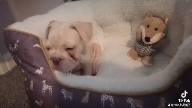 big rope french bulldog