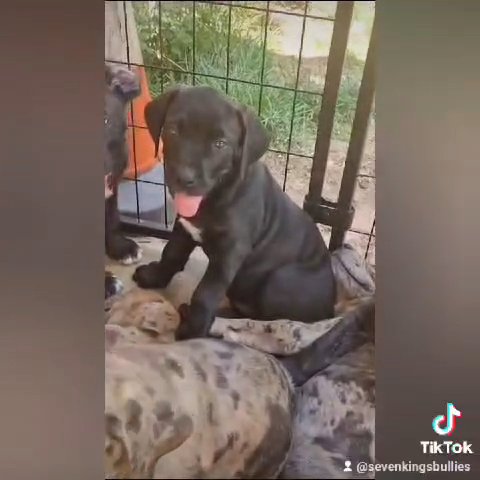 Cane Corso x Presa pups