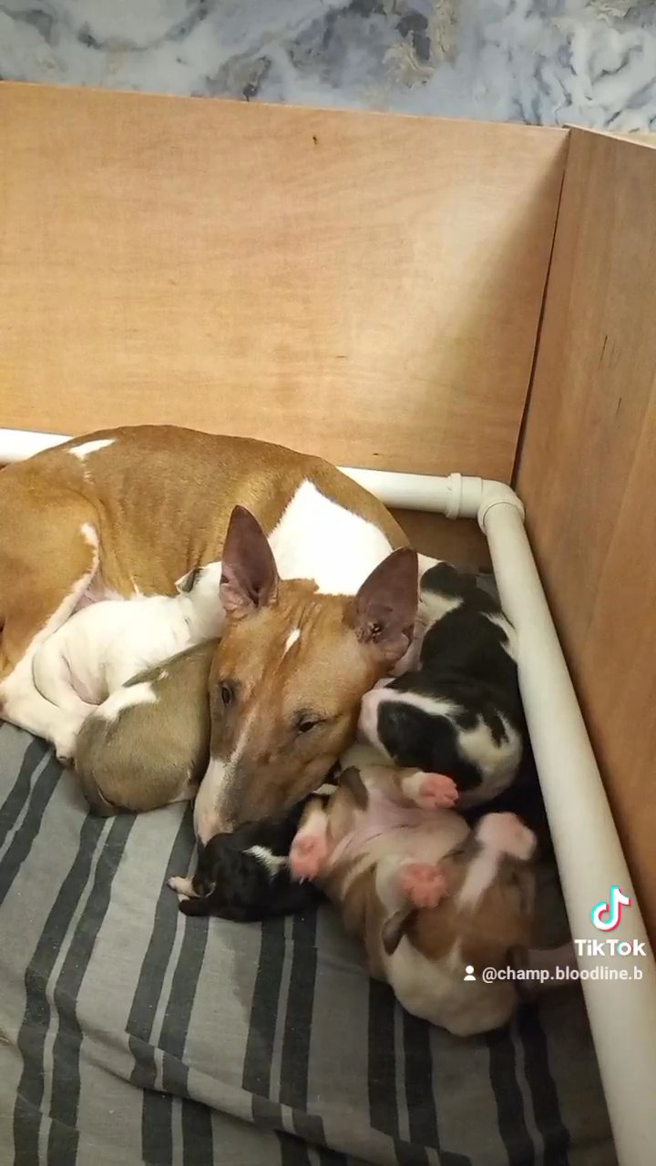 english bullterrier pups