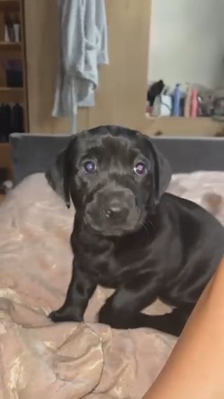 Dachsador Puppy Female