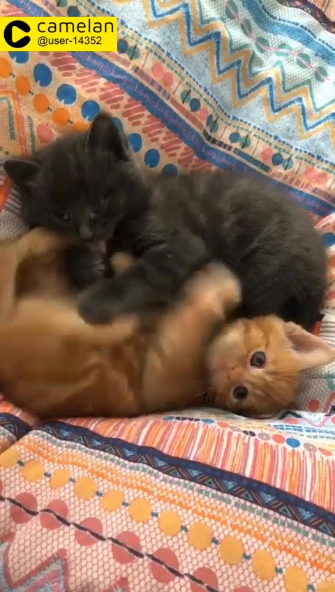 beautiful kittens