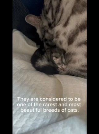 ?? NOW SOLD  Stunning Silver Star! Bengal??