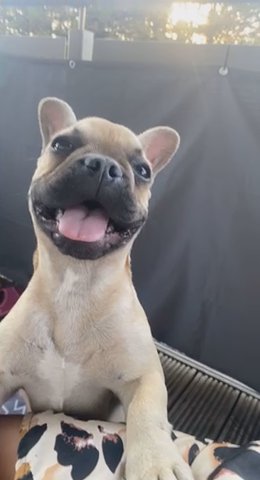 French Bulldog L4 Carrier