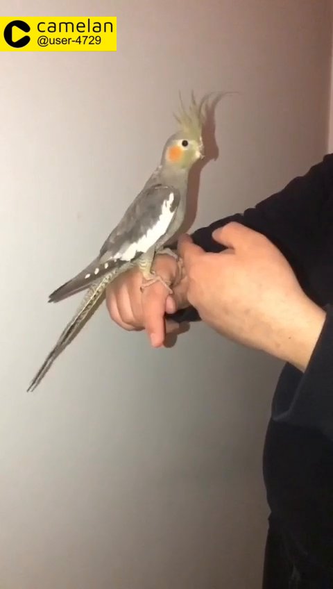hand reared tamed cockatiel