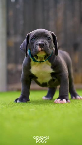 Narla X Diesel