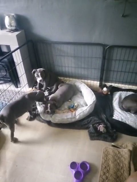 Old English Bulldog pups