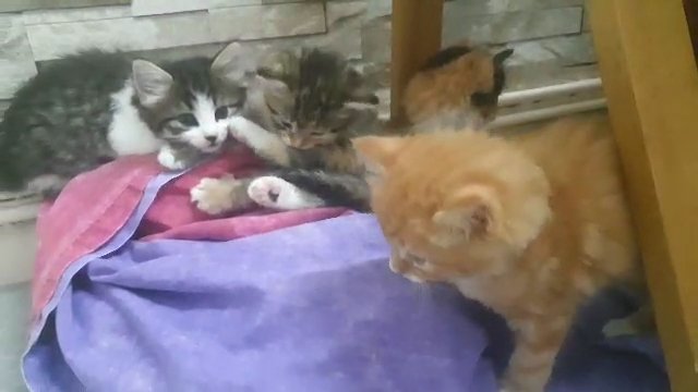 kittens